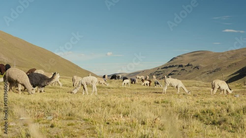 Alpacas eating and grazing in the Andes mountain range surrounded by mountains and blue sky illuminated by natural light in the highlands of Peru, Latin America.