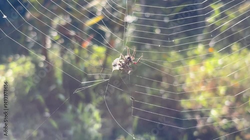 A spider seen from its abdomen, moving from a wrapped prey in a flawed web towards the center, under backlight effect. Blurred forest background with bokeh.