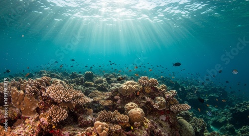 Wallpaper Mural Underwater scene showcasing vibrant coral reefs illuminated by sun rays, teeming with colorful fish and marine life Torontodigital.ca