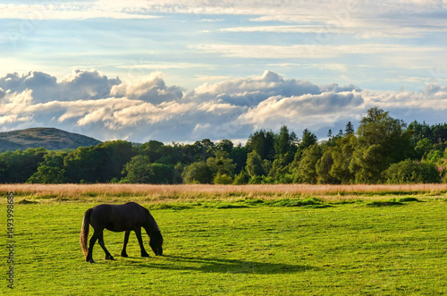 Black Horse Grazing on Green Meadow under Dramatic Sk