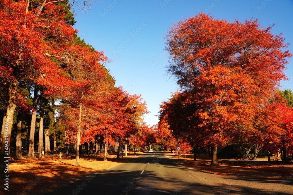 Naklejka premium Trees framing a road in autumn