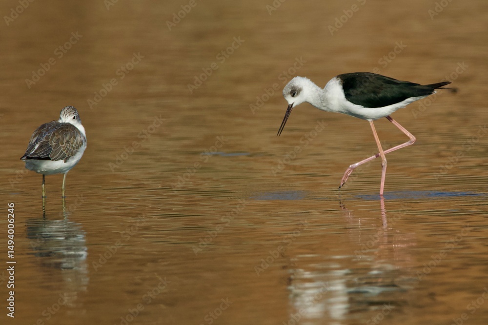 Obraz premium Himantopus leucocephalus, Pied Stilt, Pernalonga, Gagang-Bayam Timur, Pernilongo-australasiático, Cigueñuela Australiana