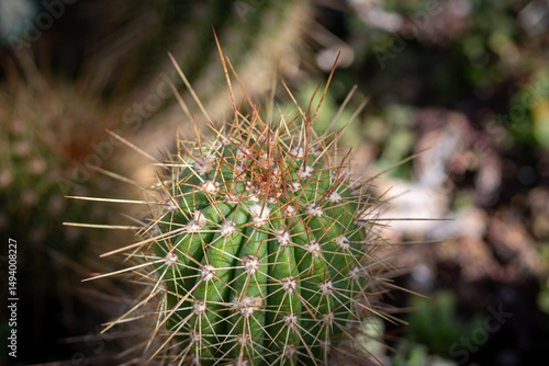 Cactus Detail: Spiky Ridges and Sunlit Texture
