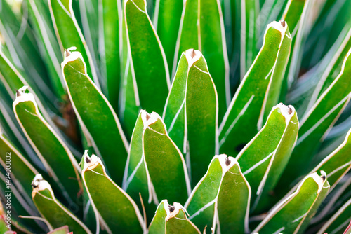 Cactus: Bold Shapes in a Dry Landscape