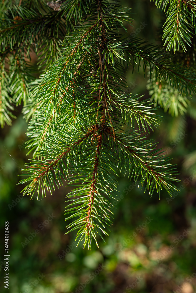 Close-up of spruce tree branch with green needles in natural daylight.
Close-up of spruce tree branch with green needles in natural daylight.