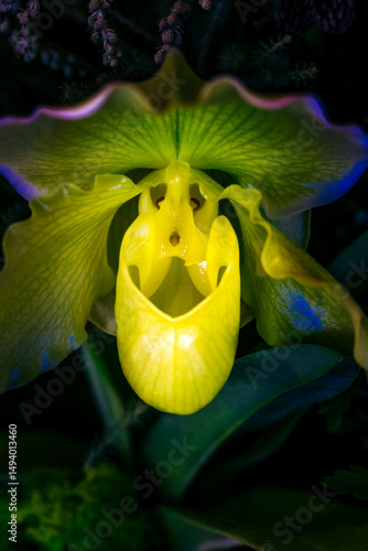 Vibrant Orchid Macro: Bold Color and Natural Light