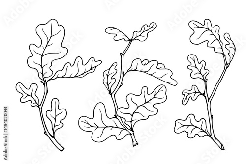 Oak tree branches sketch set. Vector graphics.