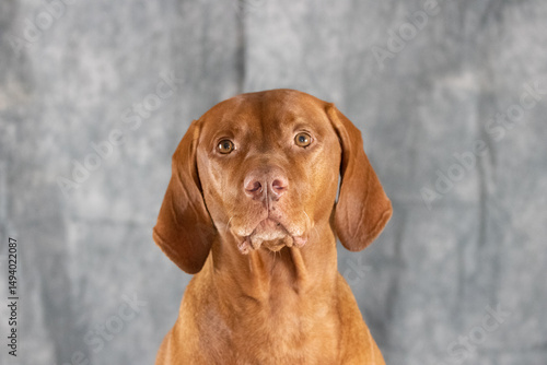 Hungarian Vizsla in Natural Light: Alert and Graceful Pose