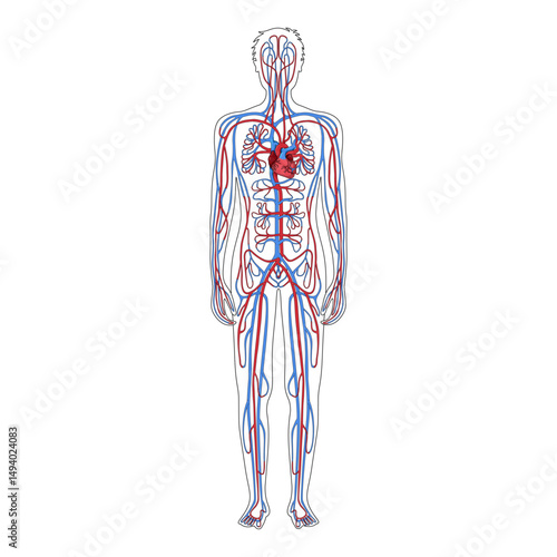 Vector illustration of human circulatory system, arteries and veins. Blood vessels diagram. Medical infographics for posters, education, science or biology studies.