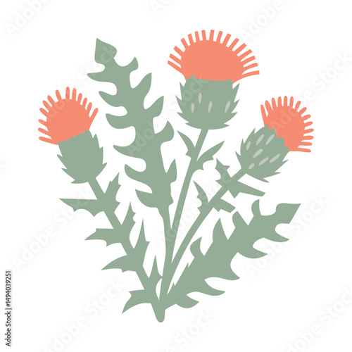 Thistle Flower Illustration Carduus Benedictus