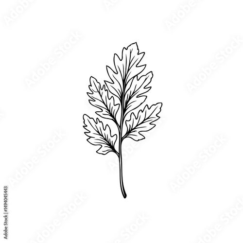 Elegant botanical illustration showcasing a delicately drawn fern frond