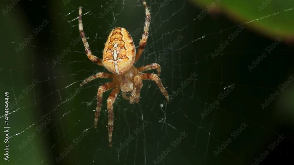 Orb Weaver Spider on its Web in Close-Up View Orb Weaver Spider on its Web in Close-Up View