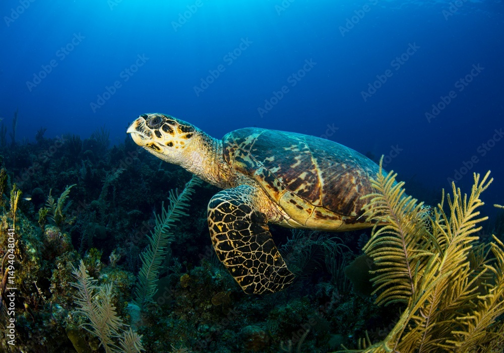 Hawksbill turtle resting on a reef Hawksbill turtle resting on a reef
