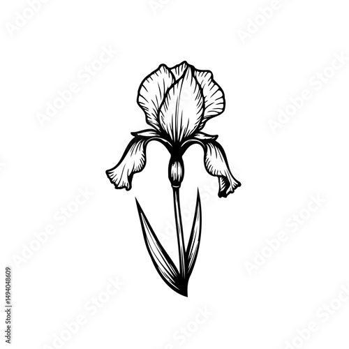 Elegant botanical illustration showcasing the intricate details of an iris blossom