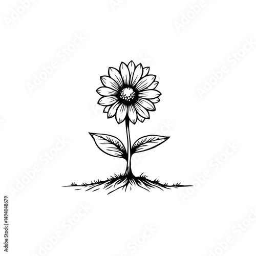 Detailed monochrome illustration of a daisy plant with roots on display
