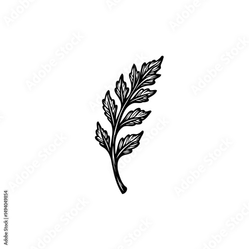Elegant botanical illustration featuring a delicate fern frond on white canvas