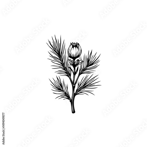 Botanical Illustration of Delicate Flower and Foliage Against a White Background