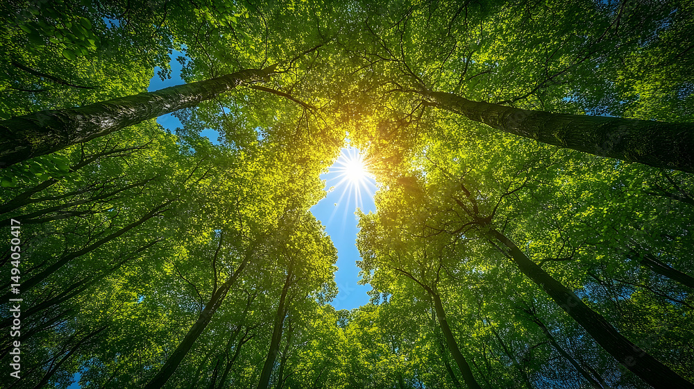 Obraz premium Lush forest canopy sunlight view from below.