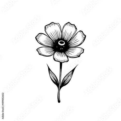 Elegant botanical illustration featuring a delicately rendered flower and slender leaves