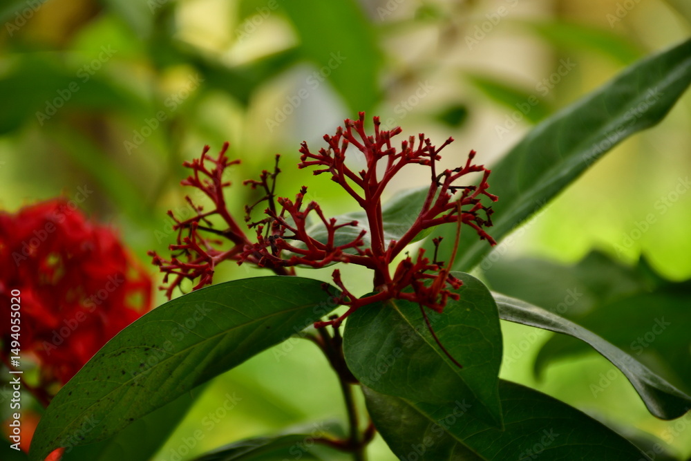 Fototapeta premium red ungrown flowers