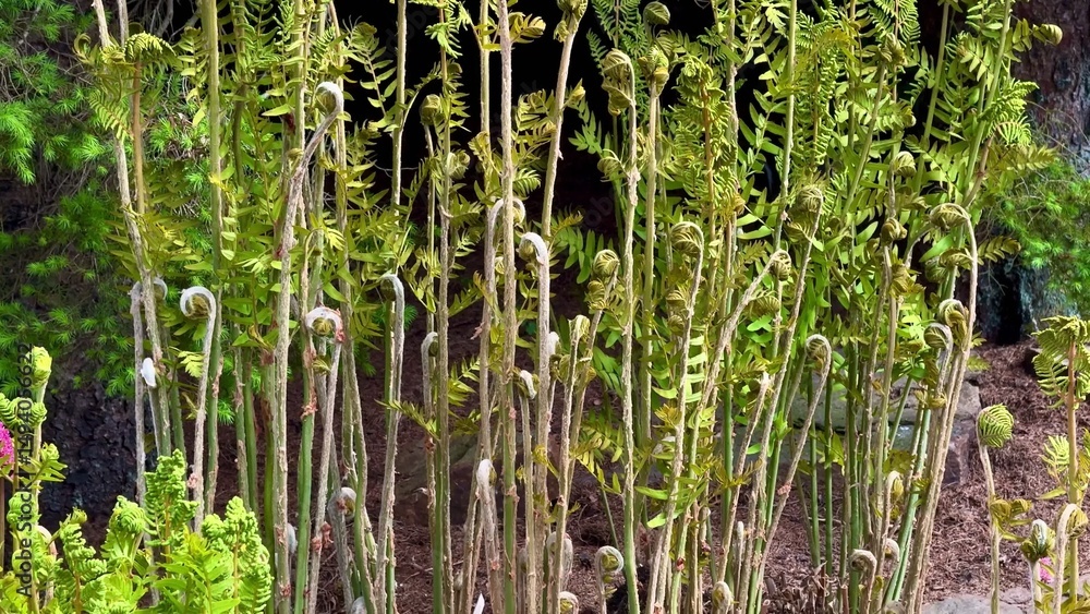 Obraz premium A Stunning Display of Vibrant Ferns and Colorful Blossoms Set in a Lush Garden Scene