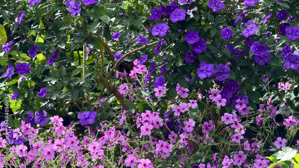 Obraz premium A Stunning Vibrant Flower Garden Featuring Beautiful Purple and Pink Colorful Blooms