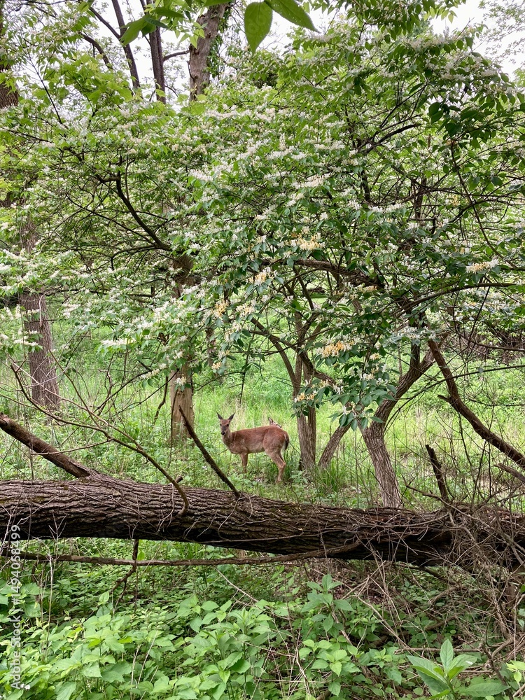 Fototapeta premium deer in the forest
