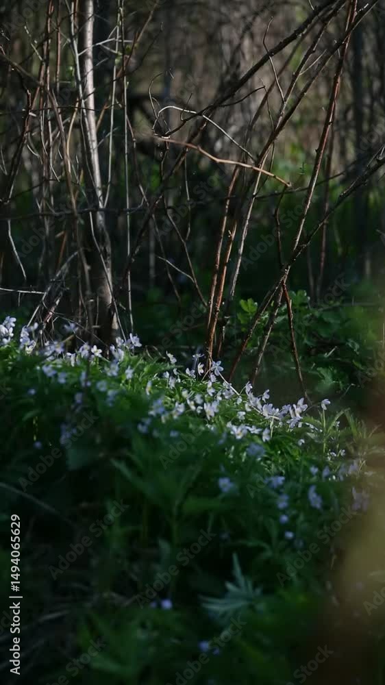 A peaceful scene featuring blooming flowers in a forest setting during spring. A peaceful scene featuring blooming flowers in a forest setting during spring.