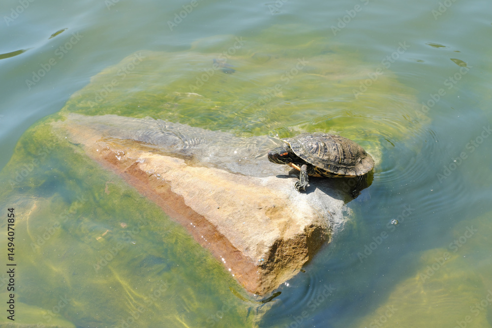 Obraz premium Red-eared water turtle resting on a rock in the middle of a lake, in its natural habitat.