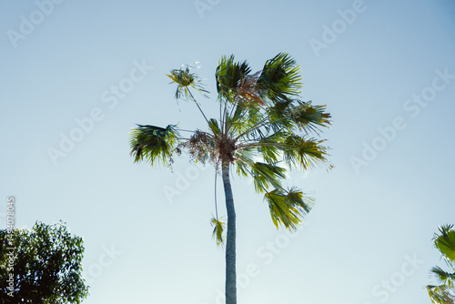 Tropical palm tree against clear blue sky, captured from low angle. Bright sunlight highlights green fronds, creating a fresh and sunny summer atmosphere.