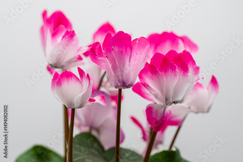 Detalle de una planta de ciclamen con flores, aislado en blanco