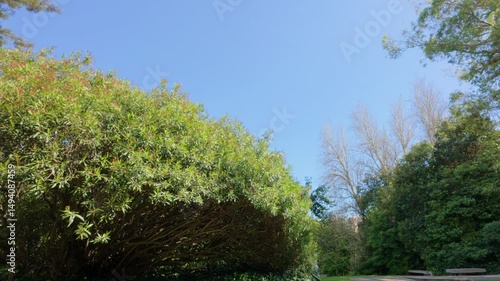 calm afternnon at the park wind on trees and bird