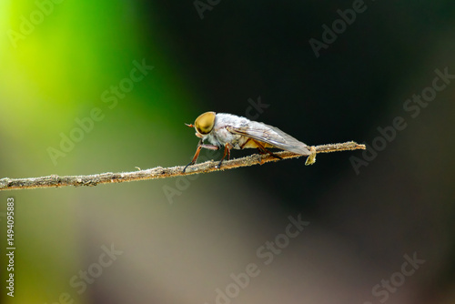 Robberfly insect perched on twig green bokeh background Colombia