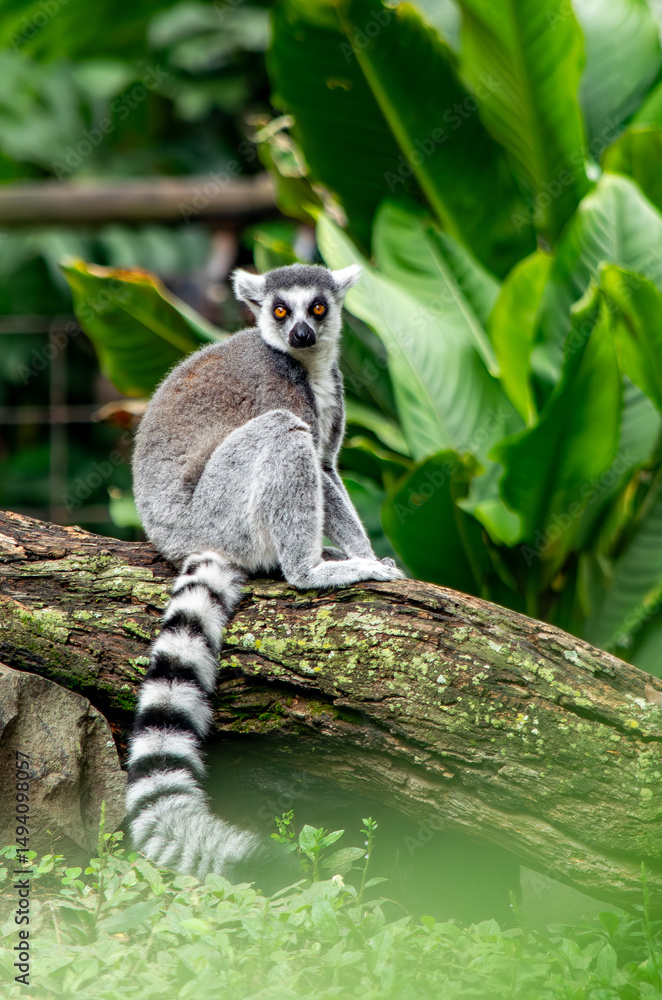 Fototapeta premium Ring-tailed lemur sitting on branch in tropical foliae
