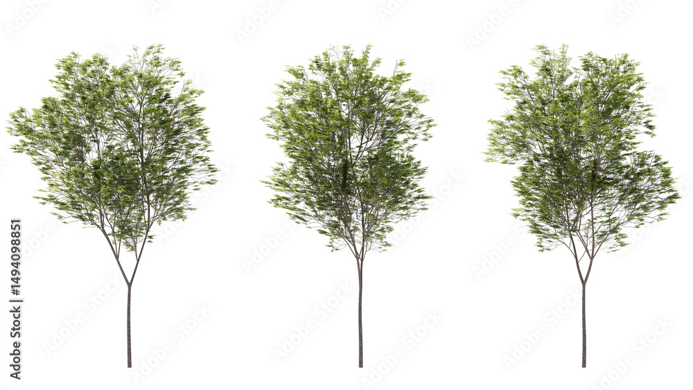 Obraz premium common beech tree isolated on transparant background. 3d rendering