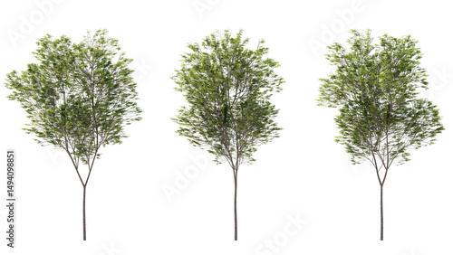 Fototapeta Naklejka Na Ścianę i Meble -  common beech tree isolated on transparant background. 3d rendering