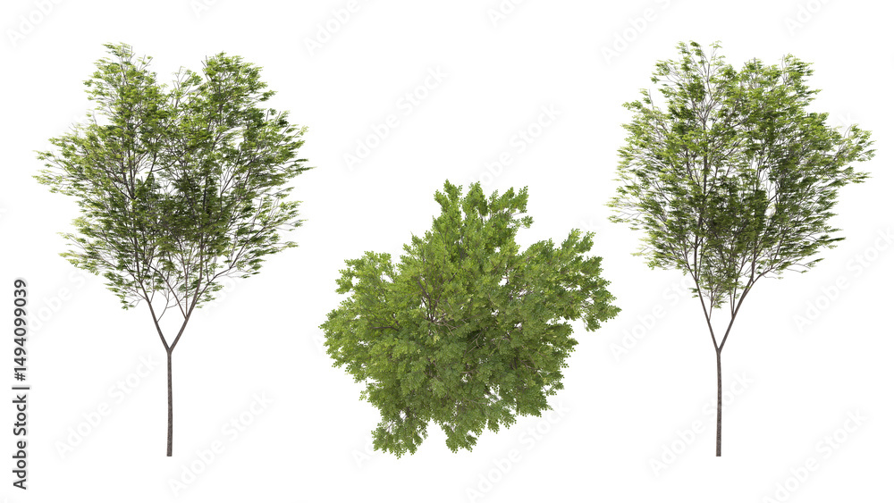 Obraz premium common beech tree isolated on transparant background. 3d rendering