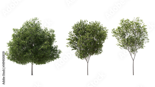 set of trees isolated on transparant background. 3d rendering