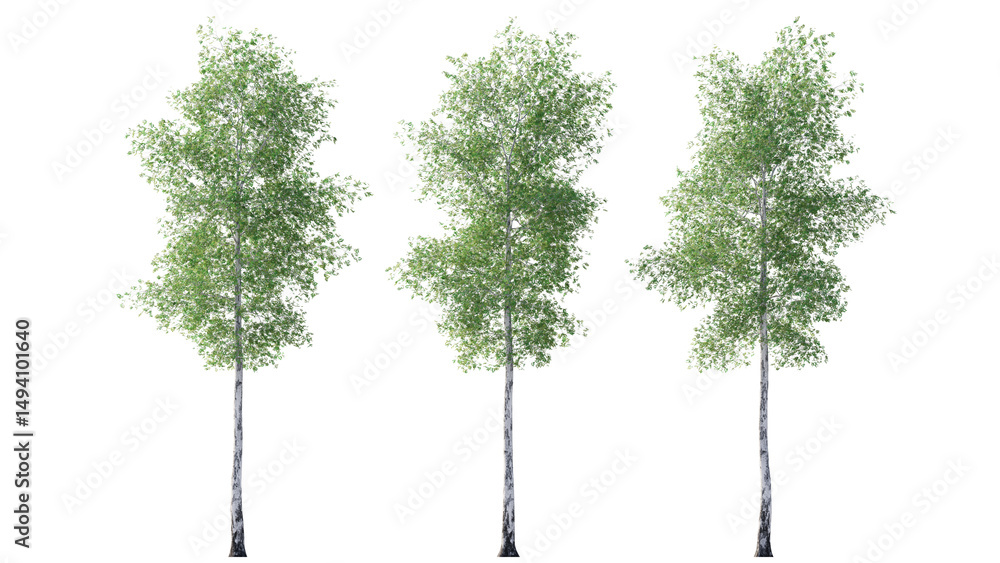 Fototapeta premium silver birch set isolated on transparant background. 3d rendering