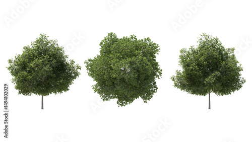 set of small leaves lime tree isolated on transparant background. 3d rendering
