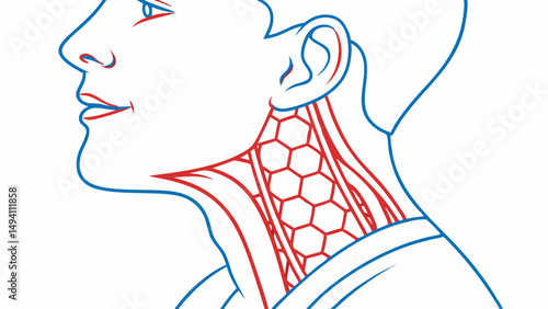 Human Neck Anatomy: Vascular and Muscular Systems