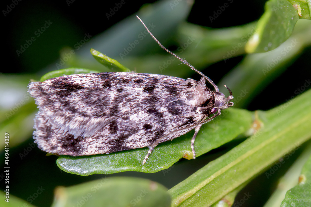 Obraz premium Barea sp. (Family Oecophoridae) - Australian Concealer Moth Resting on Leaf