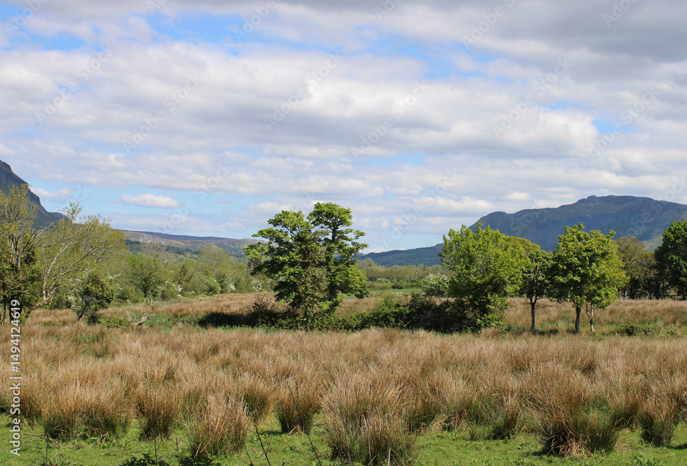 Rushes and trees in a meadow with the Ox Mountains in the background at Drumcliffe, Ireland Rushes and trees in a meadow with the Ox Mountains in the background at Drumcliffe, Ireland