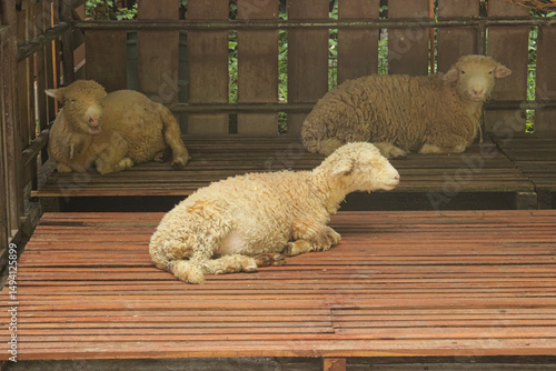 Bilde på lerret Sheep farming. sheep pen. animals for sacrifice