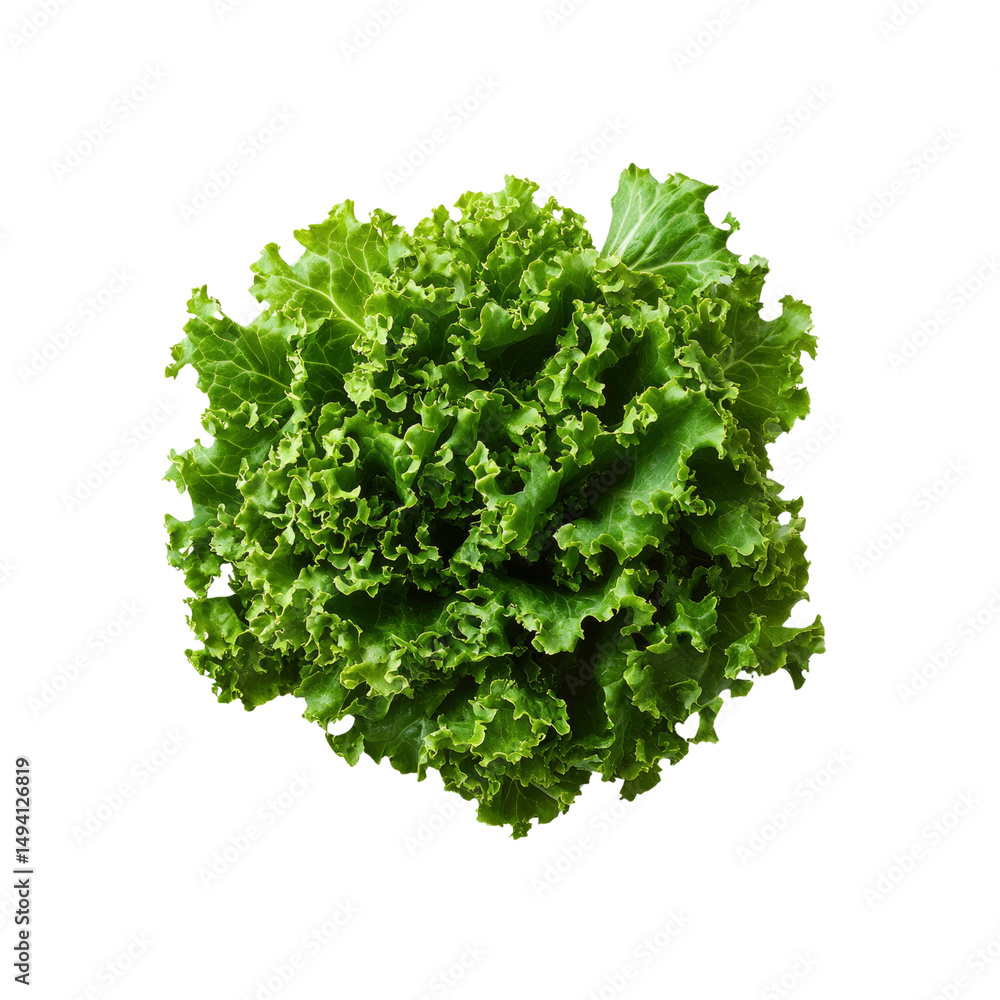Obraz premium Fresh Green Leafy Lettuce, Close-Up Studio Shot