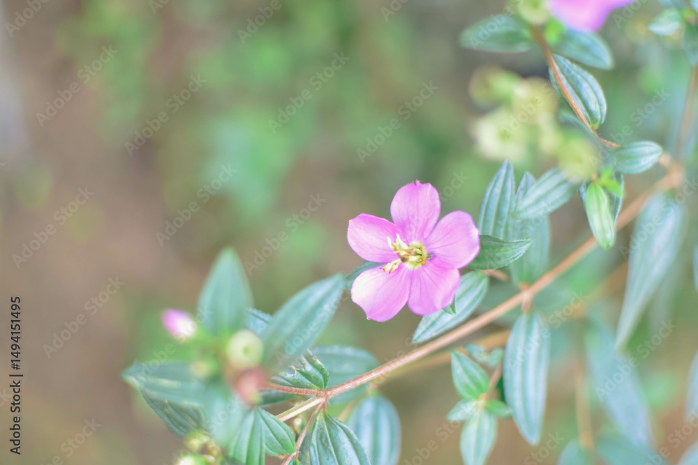 Obraz premium Close-up View of Osbeckia Octandra Flower – Heen Bovitiya Native Sri Lankan Medicinal Plant in Bloom. Heen Bovitiya (Osbeckia Octandra) Vibrant Purple Wildflower from Sri Lanka’s Natural Forests.