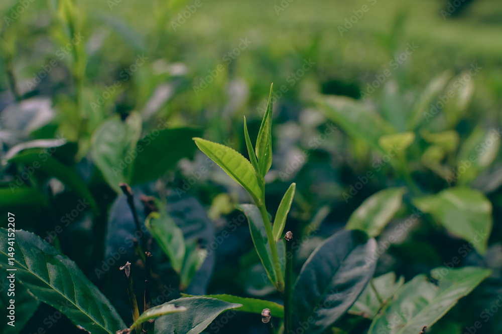 Tea leaves in closeup photo. Fresh Green tea tree leaves in eco herbal farm. Tree tea plantations in morning sunlight. Drinking organic tea relax heath plant. Green tea trees with two leaves and a bud Tea leaves in closeup photo. Fresh Green tea tree leaves in eco herbal farm. Tree tea plantations in morning sunlight. Drinking organic tea relax heath plant. Green tea trees with two leaves and a bud