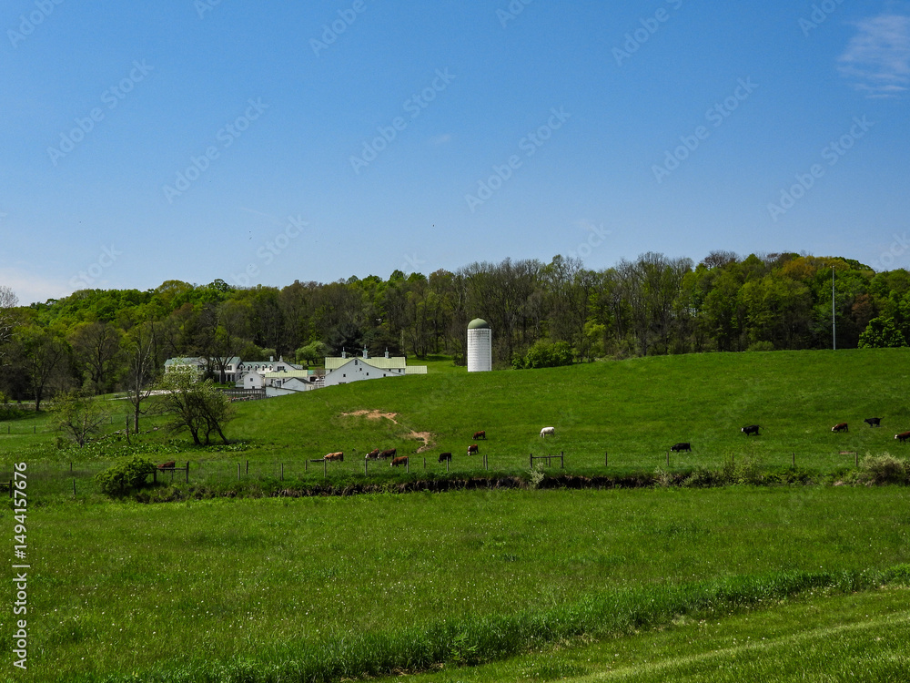 Obraz premium rural landscape with cows