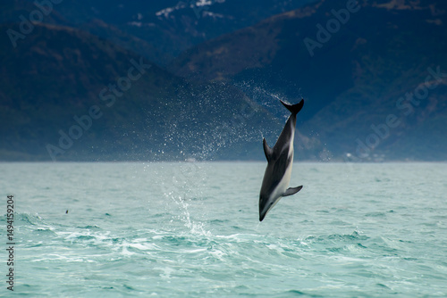 Dolphin leaping and playing Kaikoura New Zealand