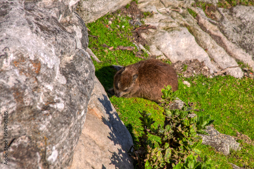 rock hyrax, also called dassie, Cape hyrax, rock rabbit, and coney, is a medium-sized terrestrial mammal native to Africa